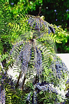 Leatherleaf Mahonia Evergreen tree with fan shaped hanging bluish grape like clusters photo
